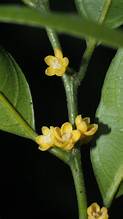 Microdesmis caseariifolia